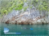 Snorkeler Snorkeler
