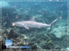 Grey Reef Shark