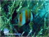Coradion chrysozonus