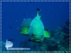 Giant Grouper