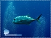 The Giant Trevally