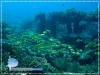 The Goatfish