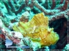 The Leaf Scorpionfish