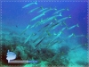Pickhandle Barracudas
