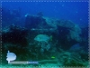 The Blubberlip Snapper