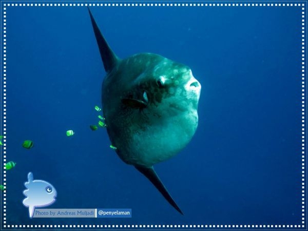 Ocean Sunfish (Mola mola)