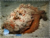 Synanceia verrucosa
