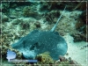 White-tail Stingray