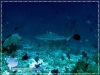 20100323_AM_0103_Blacktip-shark_600