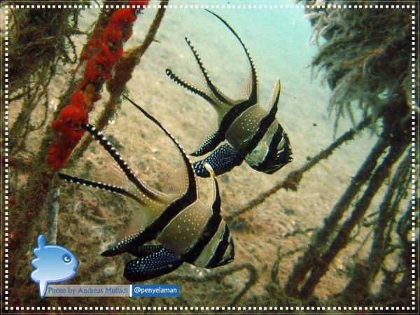 Banggai Cardinalfish on Seaurchin