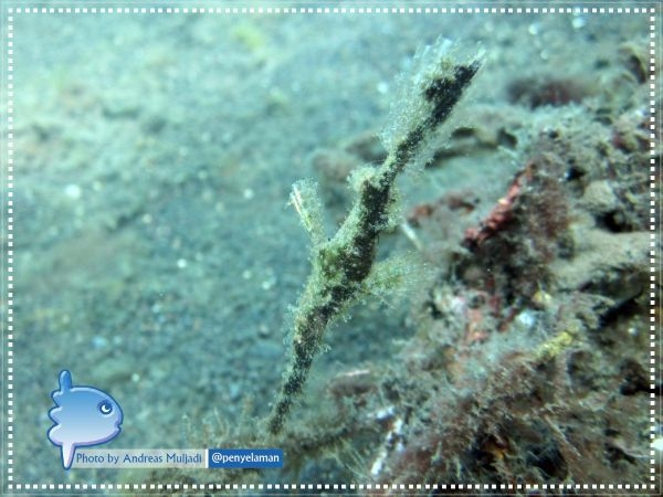 Hairy Ghost Pipefish - Ikan Pipa Hantu Berambut