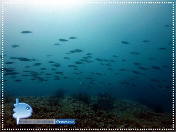 Fussiliers swim passed the foliose coral