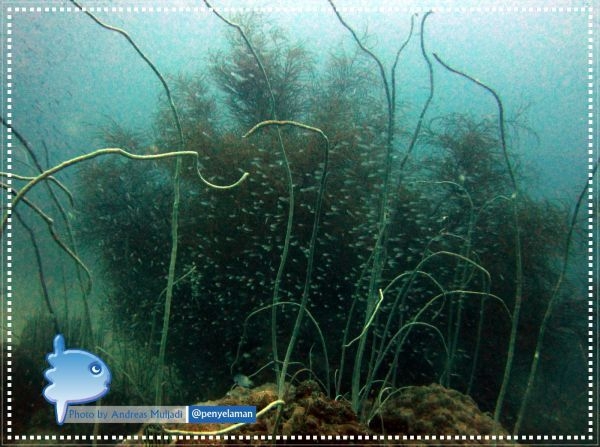 Black Corals & Whip Corals