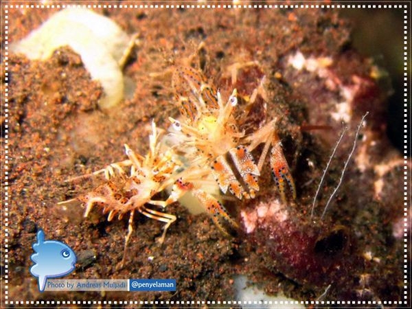 Tiger Shrimp