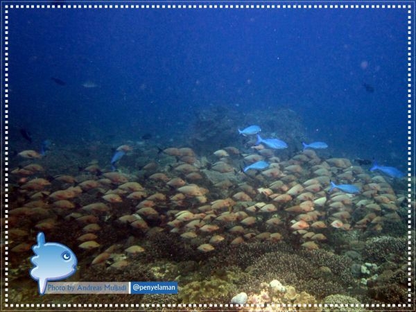 School of Gibbus Snappers