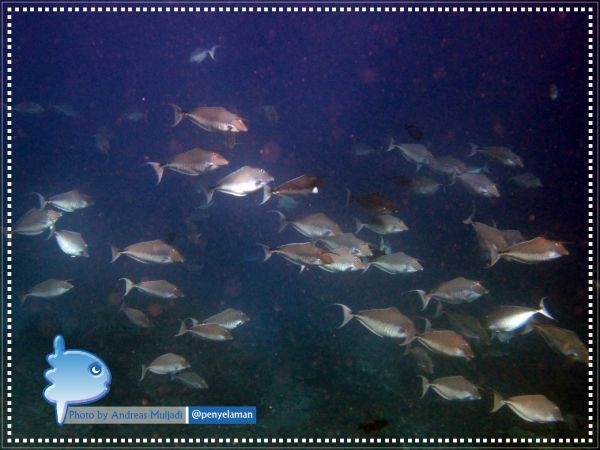 Unicornfish