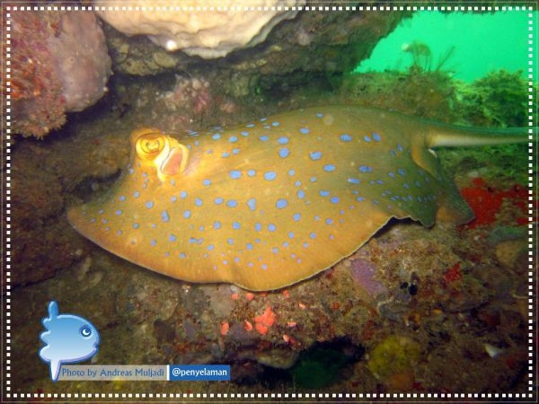 Blue-spotted Ribbon-Tail Stingray