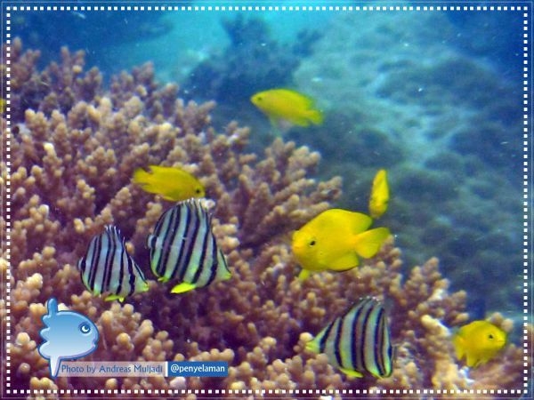 Damselfish & Eight-banded Butterflyfish on Acropora Coral