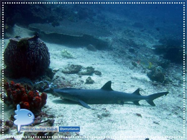 White-tip Reef Shark