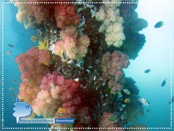 Softcoral on Pier