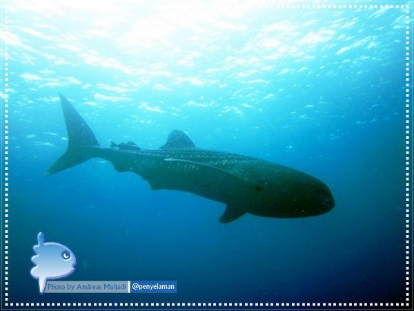 Whaleshark on trip