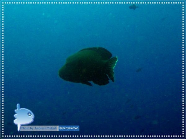Napoleon wrasse on Penida reefs