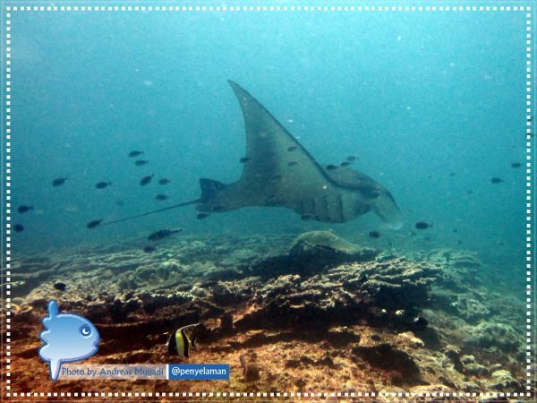 Reef Manta Ray