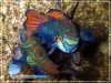 Sepasangan Ikan Barongsai (Synchiropus splendidus)