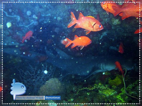 Nurse Shark