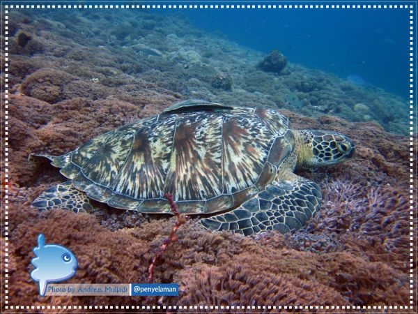 Green Turtle & Remora