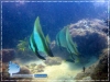 Batfish