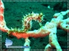 Sea Horse