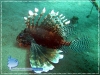 Lion Fish