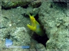 Yellow Ribbon Eel