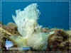 Leaf Scorpion Fish