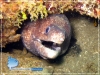 Moray Eel
