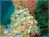 Scorpion Fish