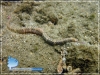 Pipe Fish