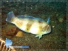 Razor Fish