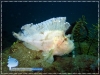 Leaf Scorpion Fish