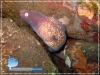 White-eye Eel