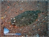 Flounder