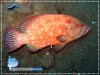 Tomato Grouper