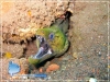 Shrimp on Moray Eel