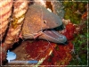 Shrimp on Moray Eel