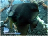 Batfish