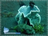 White-spotted Puffer Fish