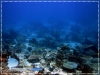 Sweetlips