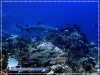 White-tip Reef Shark