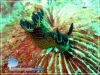 Kubaryana Nudibranch